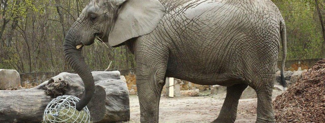 Depressed elephant at Warsaw Zoo receives experimental treatment with cannabis oil Depressed elephant at Warsaw Zoo receives experimental treatment with cannabis oil