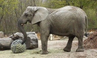Depressed elephant at Warsaw Zoo receives experimental treatment with cannabis oil Depressed elephant at Warsaw Zoo receives experimental treatment with cannabis oil