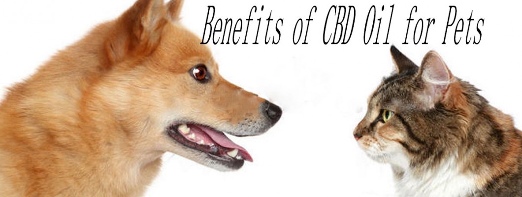 BENEFITS OF CBD OIL FOR PETS