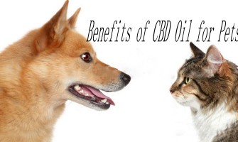 LES AVANTAGES DE L'HUILE DE CBD POUR LES ANIMAUX DE COMPAGNIE LES AVANTAGES DE L'HUILE DE CBD POUR LES ANIMAUX DE COMPAGNIE