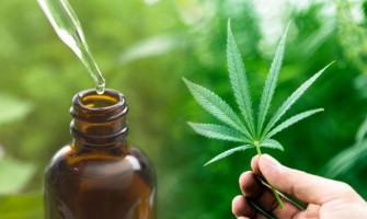 Anhebung des THC-Grenzwertes für Industriehanf von 0,2% auf 0,3% und Zulassung von Hanfprodukten. Anhebung des THC-Grenzwertes für Industriehanf von 0,2% auf 0,3% und Zulassung von Hanfprodukten.