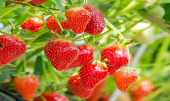 Le CBD pourrait être le conservateur de fruits le plus sain qui soit Le CBD pourrait être le conservateur de fruits le plus sain qui soit