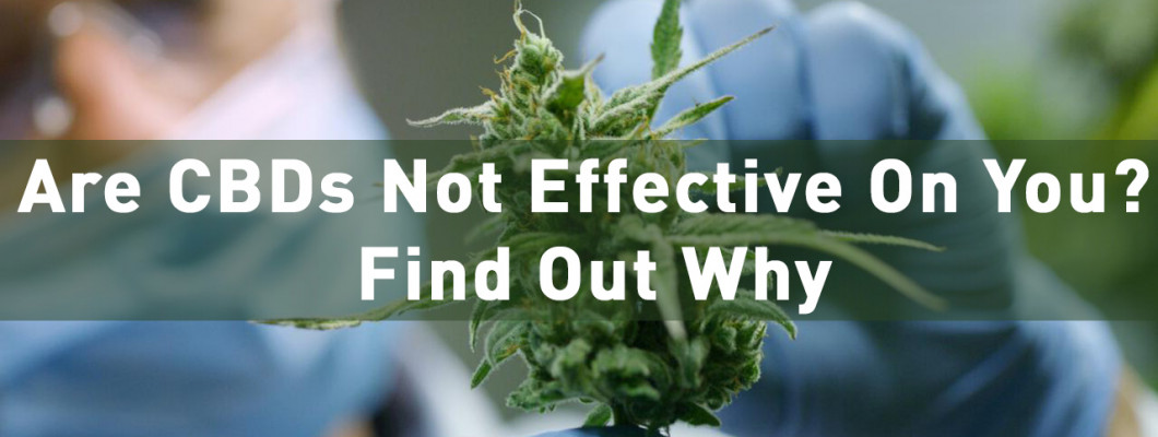 Are CBDs Not Effective On You? Find Out Why Are CBDs Not Effective On You? Find Out Why