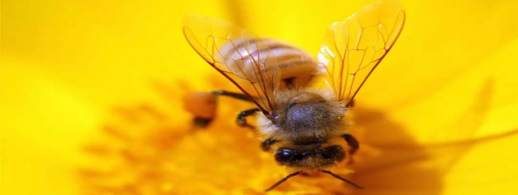Anti-aging potential of cannabinoids: Bees that eat hemp survive longer, so what about humans?
