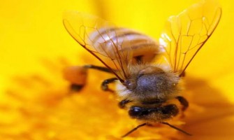 Le potentiel anti-âge des cannabinoïdes : Les abeilles qui mangent du chanvre survivent plus longtemps, alors qu'en est-il des humains ? Le potentiel anti-âge des cannabinoïdes : Les abeilles qui mangent du chanvre survivent plus longtemps, alors qu'en est-il des humains ?