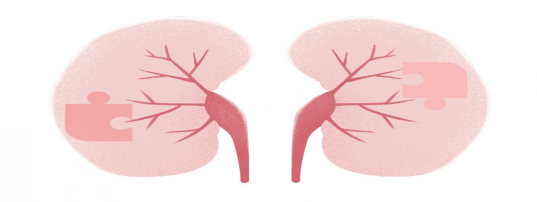 At What Age Do Kidneys Rapidly Decline? NMN Benefits for Kidney Health Explained At What Age Do Kidneys Rapidly Decline? NMN Benefits for Kidney Health Explained