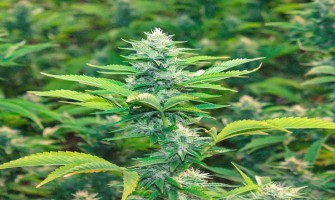 Quelle est la différence entre le CBD et la Mélatonine, et comment régulent-ils le sommeil ? Quelle est la différence entre le CBD et la Mélatonine, et comment régulent-ils le sommeil ?