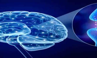 Breakthrough: CB1 Receptor Identified as Key Stress Regulator Breakthrough: CB1 Receptor Identified as Key Stress Regulator