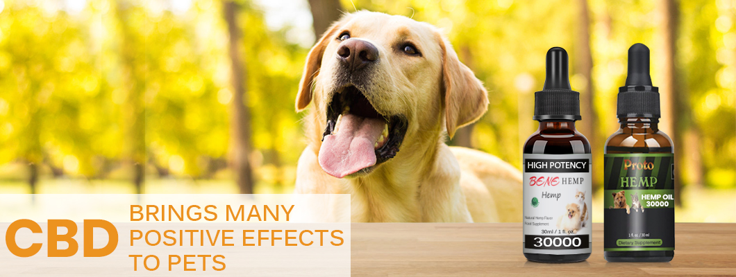 Hemp-Extract CBD oil Brings Many Positive Effects to Pets