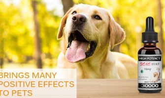 L'huile de CBD à base d'extrait de chanvre apporte de nombreux effets positifs aux animaux de compagnie L'huile de CBD à base d'extrait de chanvre apporte de nombreux effets positifs aux animaux de compagnie