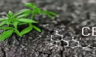De multiples études ont confirmé le potentiel des cannabinoïdes dans le traitement du cancer, mais les essais cliniques font défaut. De multiples études ont confirmé le potentiel des cannabinoïdes dans le traitement du cancer, mais les essais cliniques font défaut.