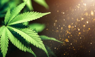 Cannabis Helps Improve Cognition In Cancer And Chemotherapy Patients Cannabis Helps Improve Cognition In Cancer And Chemotherapy Patients