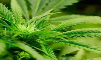 CBD's Anti-Inflammatory Effects Require Clinical Trials CBD's Anti-Inflammatory Effects Require Clinical Trials