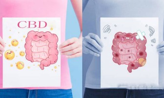 Le CBD et la santé intestinale Le CBD et la santé intestinale