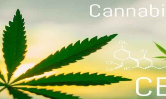 Cannabidiol (CBD) for anxiety, depression and insomnia proven safe and effective Cannabidiol (CBD) for anxiety, depression and insomnia proven safe and effective
