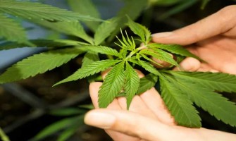 German Study finds: Medical Marijuana is the  German Study finds: Medical Marijuana is the