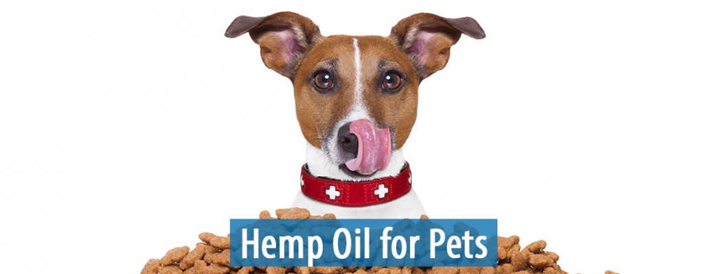Guide for Knowing a Suitable Dose of CBD for Dogs