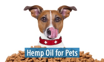 Guide pour connaître la dose appropriée de CBD pour les chiens Guide pour connaître la dose appropriée de CBD pour les chiens