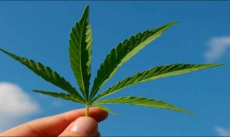 How Endogenous Cannabinoids Can Help You Quit Being  How Endogenous Cannabinoids Can Help You Quit Being