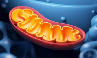 How Severe Is Your Fatigue? NMN Can Help You Reclaim Vitality How Severe Is Your Fatigue? NMN Can Help You Reclaim Vitality