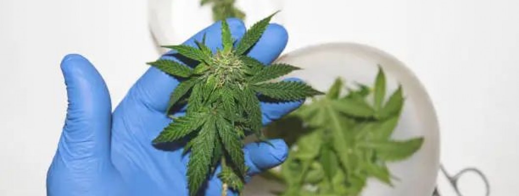 Is it safe to use industrial hemp before and after surgery? Is it safe to use industrial hemp before and after surgery?