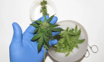 L'utilisation du chanvre industriel avant et après une intervention chirurgicale est-elle sûre ? L'utilisation du chanvre industriel avant et après une intervention chirurgicale est-elle sûre ?