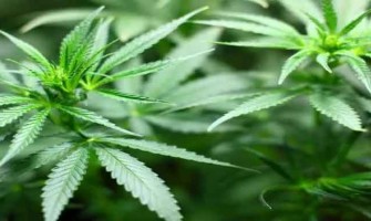 Industrial Hemp CBD Treats Appetite Disorders in Cancer Patients Industrial Hemp CBD Treats Appetite Disorders in Cancer Patients