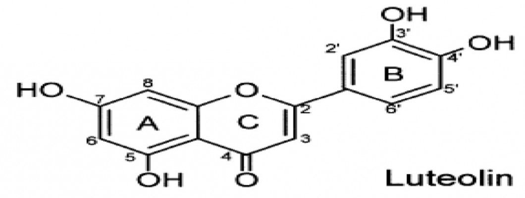 Luteolin: Nature's Wonder Drug? Luteolin: Nature's Wonder Drug?