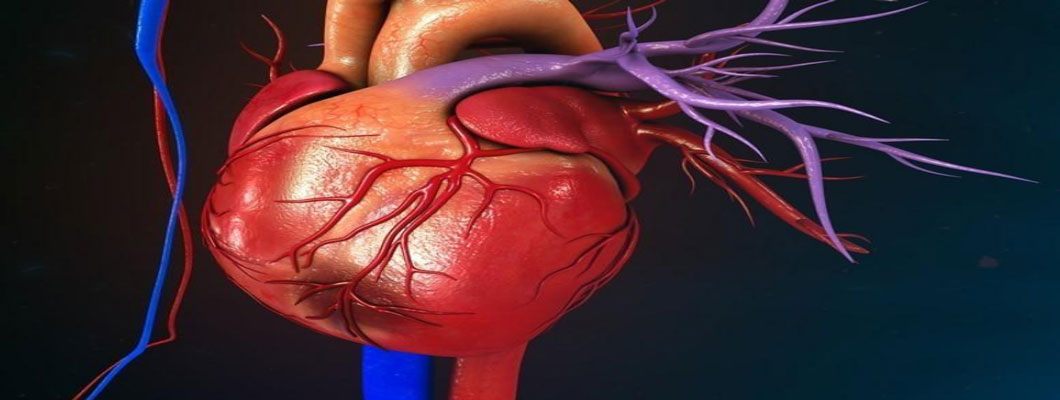 NMN effectively improves myocardial infarction