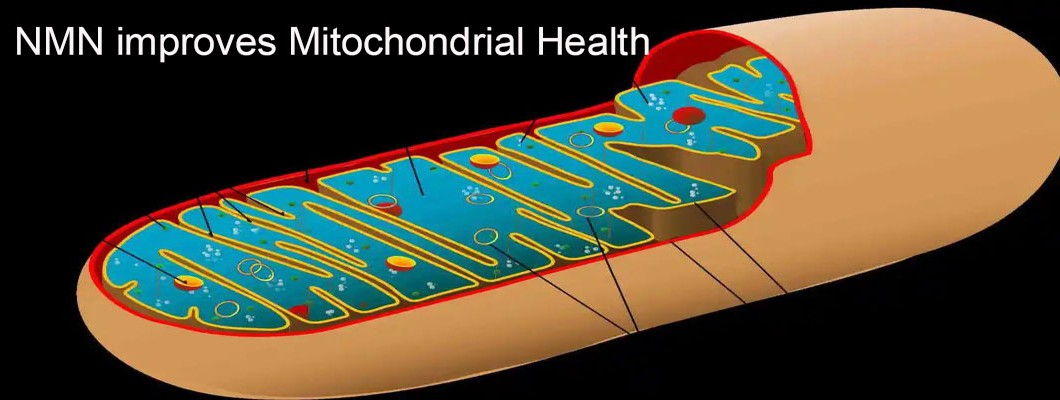 NMN improves mitochondrial health, not just boost NAD+