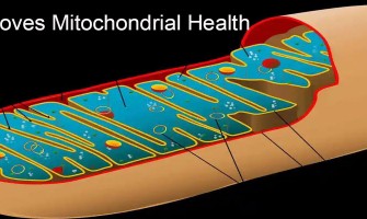 NMN improves mitochondrial health, not just boost NAD+ NMN improves mitochondrial health, not just boost NAD+