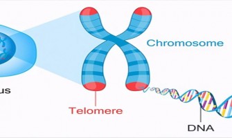 NMN has been shown to increase telomere length and  telomere stability NMN has been shown to increase telomere length and  telomere stability