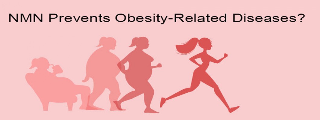 NMN Increases Fat Metabolism Gene Activity