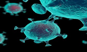 Des études ont montré que le NMN est Efficace contre les Cellules Tumorales Des études ont montré que le NMN est Efficace contre les Cellules Tumorales