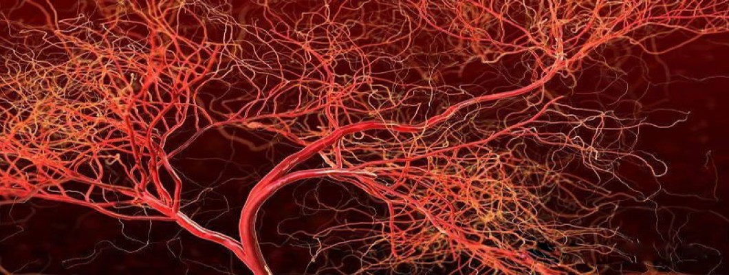 NMN's mechanism of action on blood vessels is revealed: It can Increase the Elasticity of Blood Vessels and Rejuvenate Aging Blood Vessels.