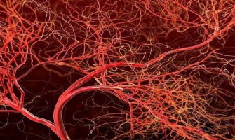 NMN's mechanism of action on blood vessels is revealed: It can Increase the Elasticity of Blood Vessels and Rejuvenate Aging Blood Vessels. NMN's mechanism of action on blood vessels is revealed: It can Increase the Elasticity of Blood Vessels and Rejuvenate Aging Blood Vessels.