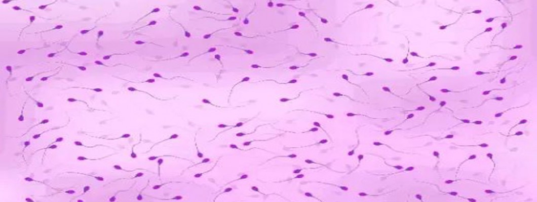 Potential of NMN in Alleviating Male Infertility Induced by Diabetes