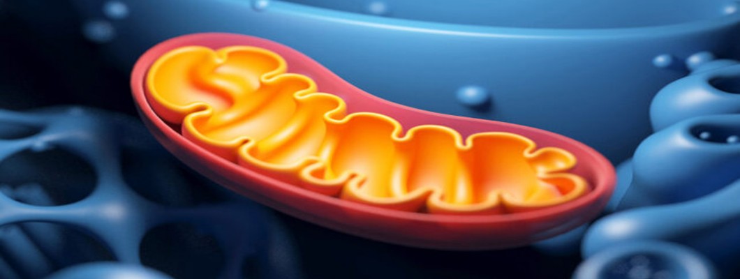 PQQ and NAD⁺ Precursors (NMN/NR): A Science-Based Perspective on Mitochondrial Function and Healthy Aging PQQ and NAD⁺ Precursors (NMN/NR): A Science-Based Perspective on Mitochondrial Function and Healthy Aging