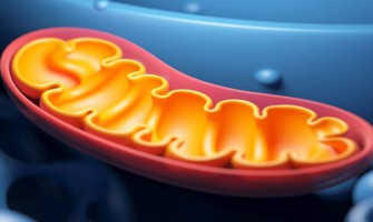 PQQ and NAD⁺ Precursors (NMN/NR): A Science-Based Perspective on Mitochondrial Function and Healthy Aging