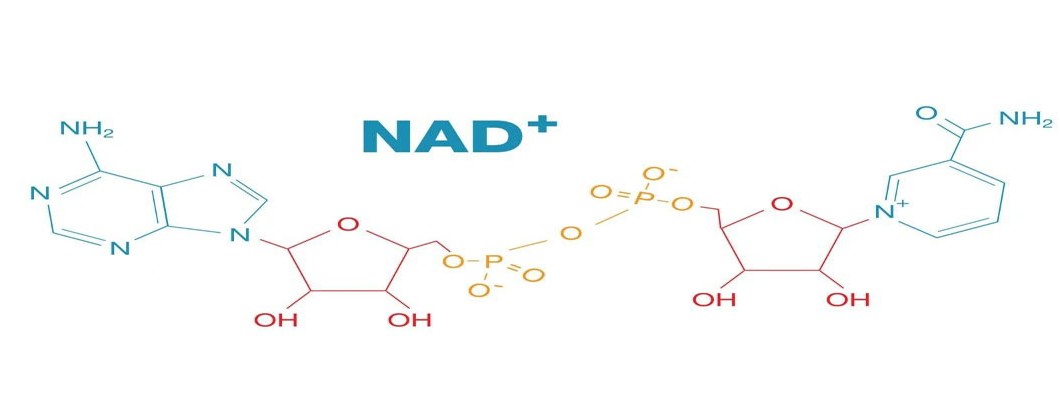 Nad Repairs Damaged DNA To Slow Down Ageing