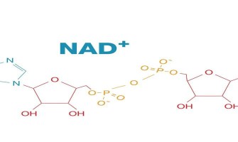 Nad Répare l'ADN Endommagé pour Ralentir le Vieillissement Nad Répare l'ADN Endommagé pour Ralentir le Vieillissement
