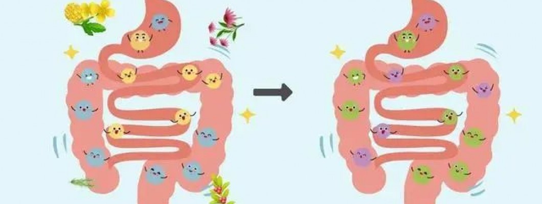 Surprising NMN Benefits: How It Helps Rebalance Your Gut Microbiota