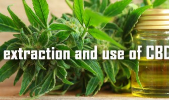 The extraction and use of CBD oil The extraction and use of CBD oil
