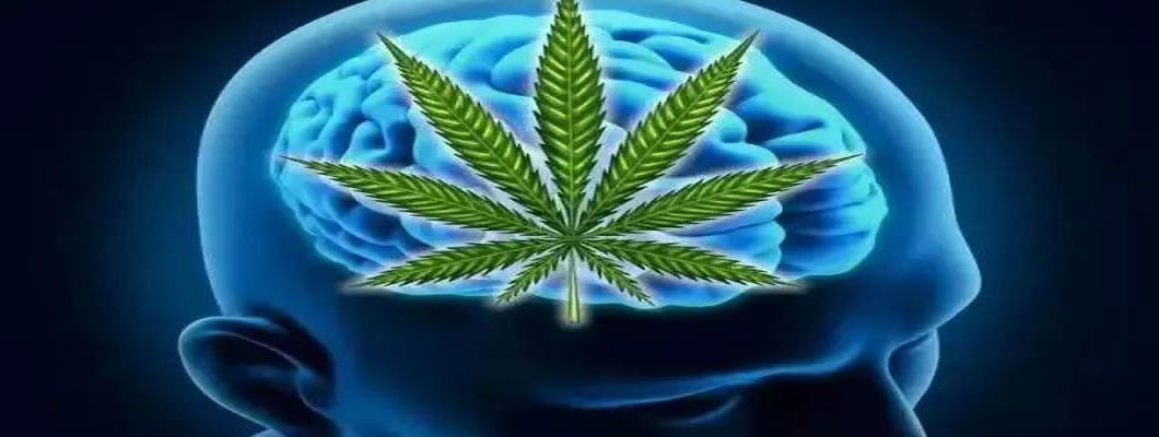 CBD Effective in Treating Brain Cancer, Chronic Pain, Epilepsy, Autism CBD Effective in Treating Brain Cancer, Chronic Pain, Epilepsy, Autism