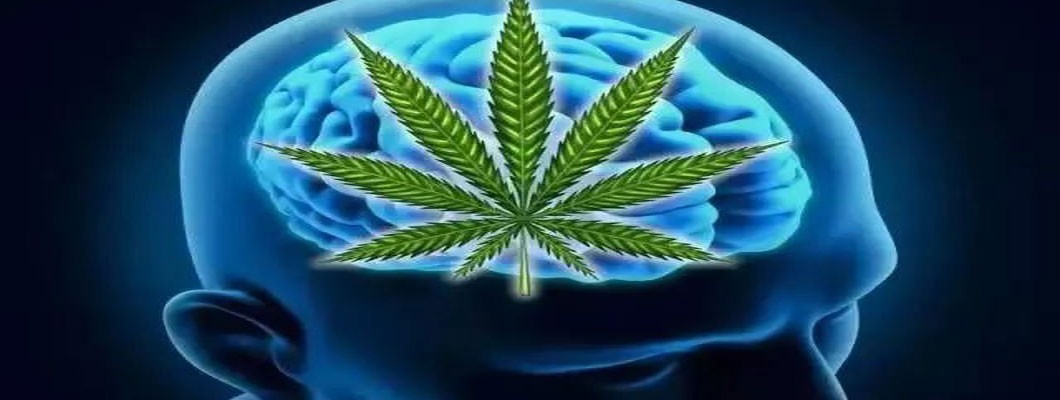 CBD Effective in Treating Brain Cancer, Chronic Pain, Epilepsy, Autism