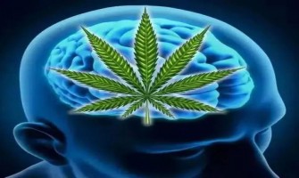 Le CBD est Efficace pour Traiter le Cancer du Cerveau, la Douleur Chronique, l'épilepsie et l'Autisme Le CBD est Efficace pour Traiter le Cancer du Cerveau, la Douleur Chronique, l'épilepsie et l'Autisme