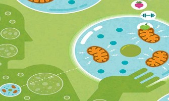 Ultimate Anti-Aging Power: NADH Mitochondrial Boost Ultimate Anti-Aging Power: NADH Mitochondrial Boost