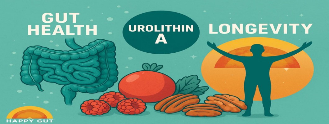 Urolithin A: From Gut Microbiome to Metabolic Reprogramming — A New Perspective on Obesity and Metabolic Health