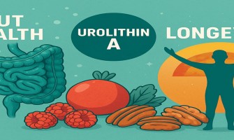 Urolithin A: From Gut Microbiome to Metabolic Reprogramming — A New Perspective on Obesity and Metabolic Health