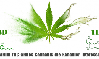 Warum THC-armes Cannabis die Kanadier interessiert Warum THC-armes Cannabis die Kanadier interessiert